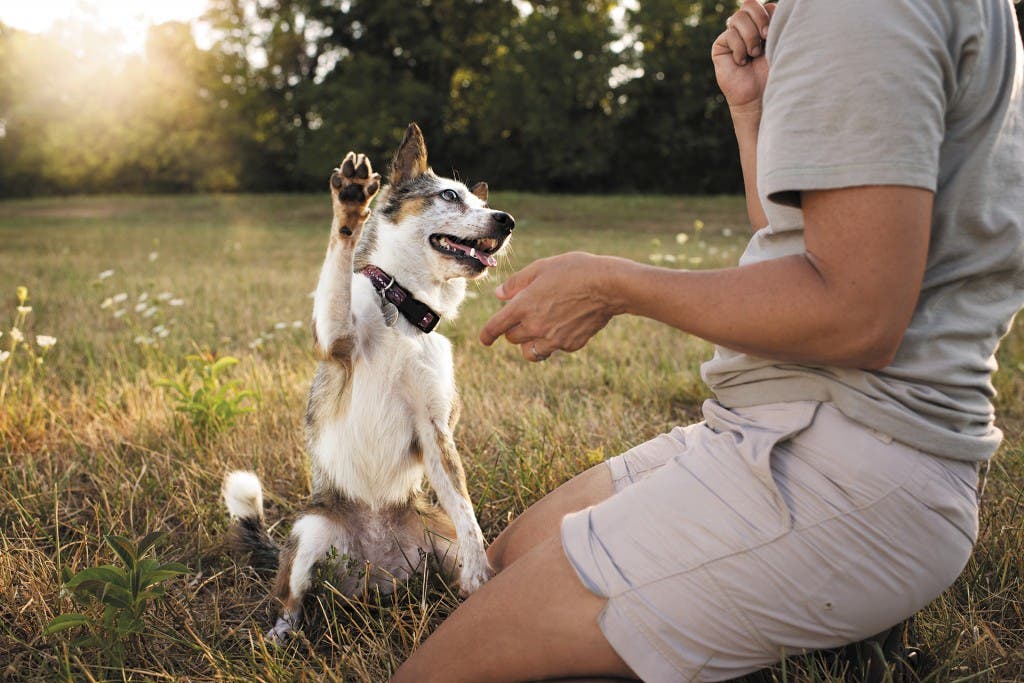 PPD2814A_Flowerfield_5163_LB12