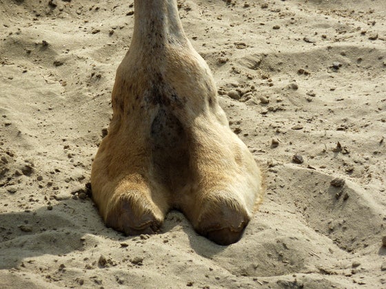 Camel Toe