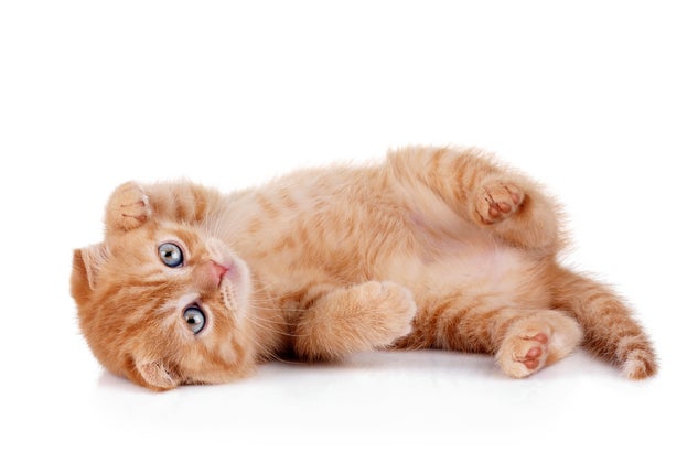 shutterstock_259464764