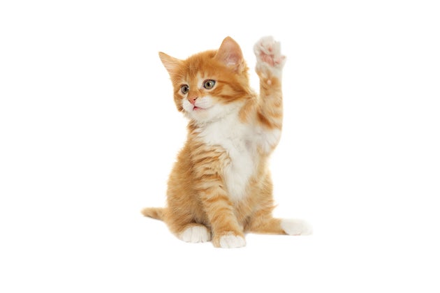 shutterstock_309320585