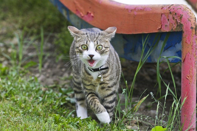 shutterstock_47859112