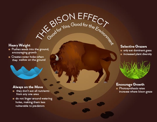 bison