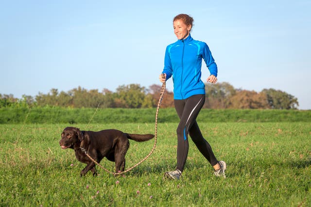 Try These 2 Training Tricks Before Running With Your Dog