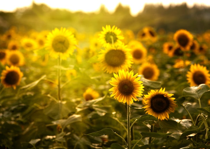 Sunflowers