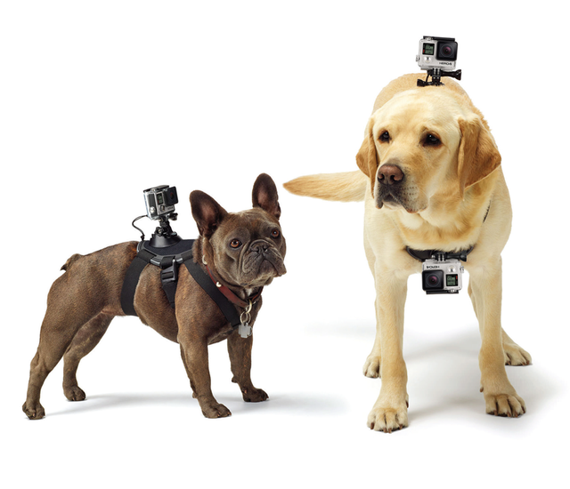 9 Puppy Products To Keep Your Dog Safe On The Run