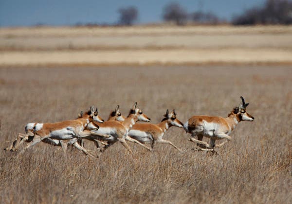 6 Animals That Are Faster Than Usain Bolt