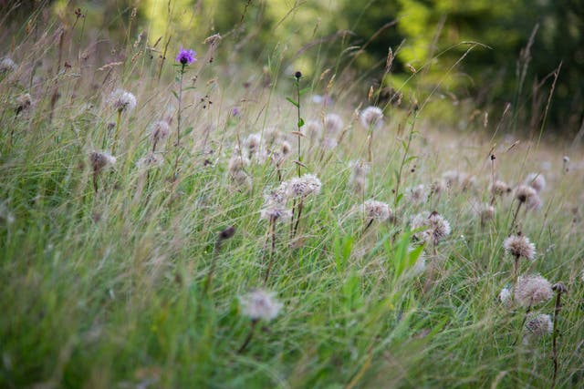 You Can Eat These Things While Foraging On Trail Runs