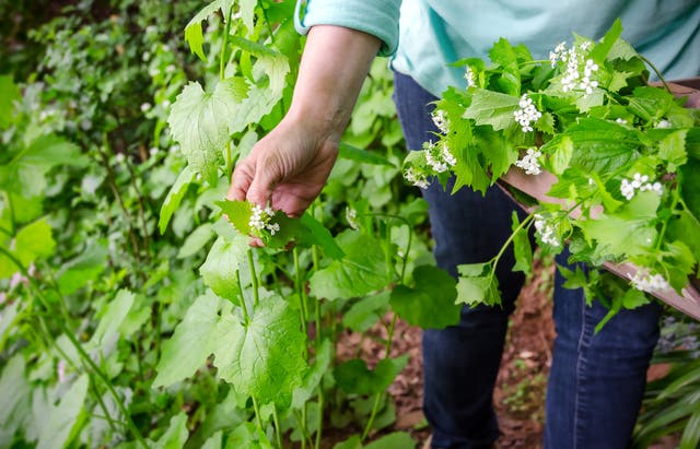 Foraging On Your Next Trail Run? Follow These Rules.