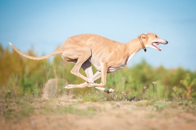 greyhound