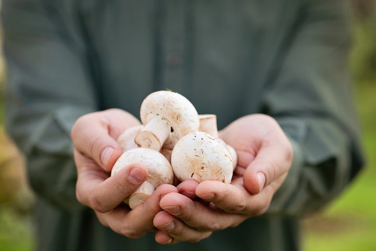 How Mushrooms Could Be Your New Source Of Vitamin D