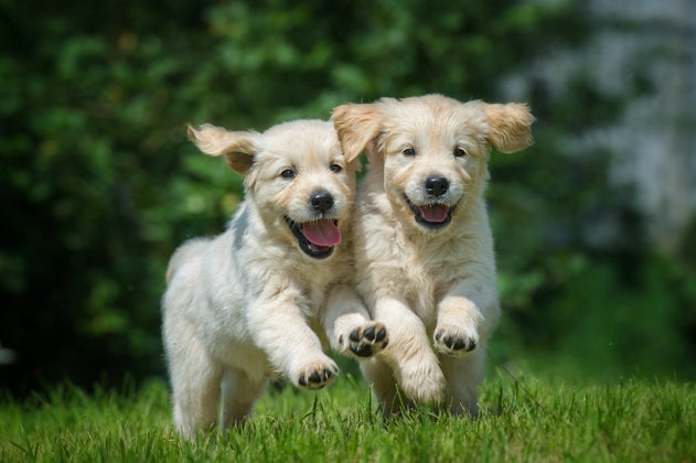 puppies running