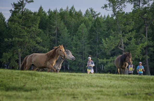 This Gorgeous Race Lets People Run Alongside Wild Horses