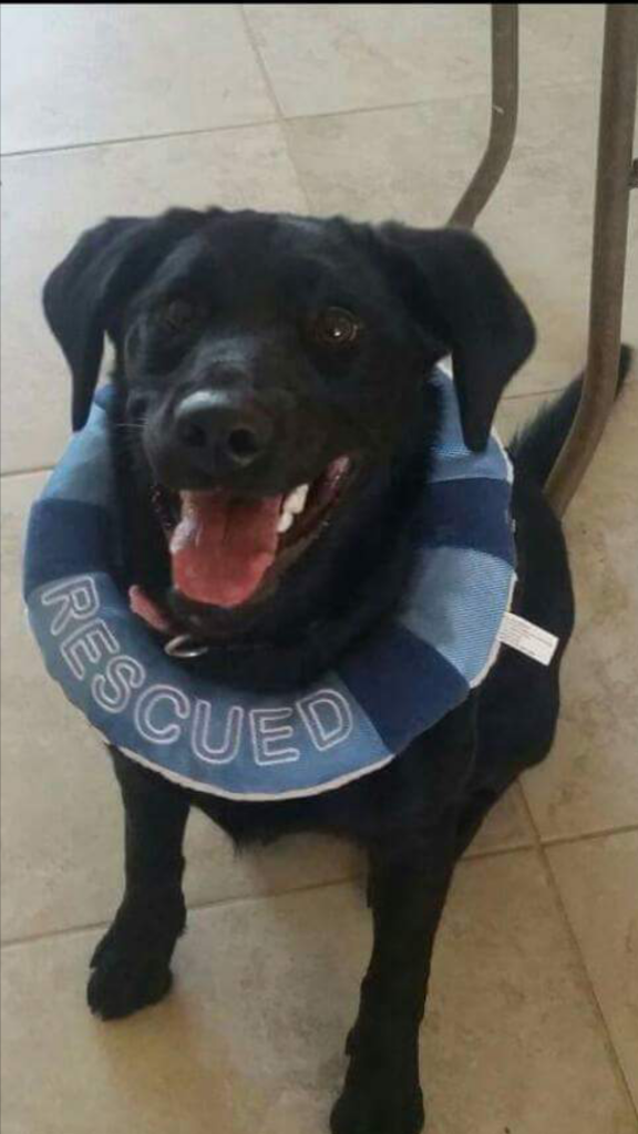 This Rescue Story About A Runner And Her Dog Gives You All The Feels