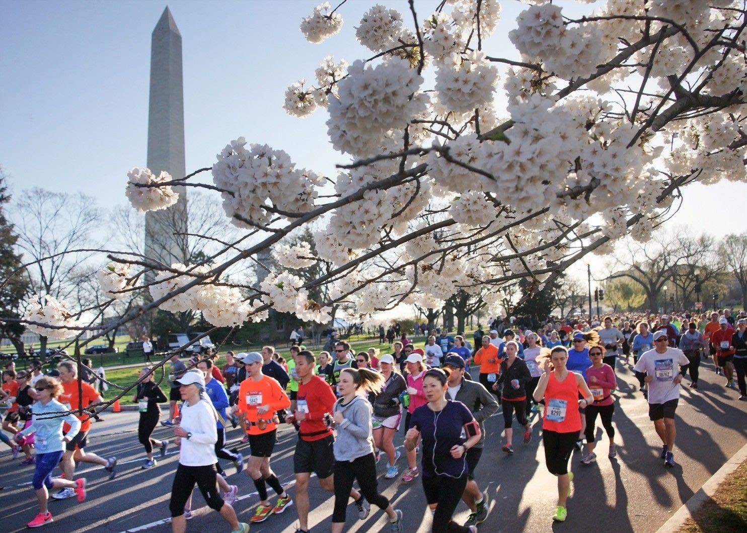 a group of runners at the Cherry Blossom 10 Miler