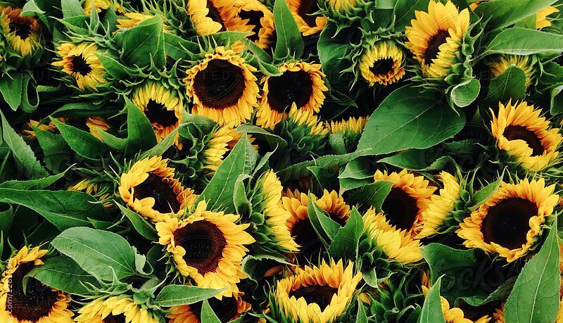 sunflower seed butter