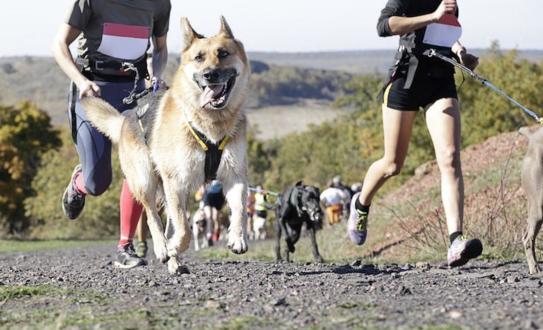 15 Dog-Friendly Races For Runners