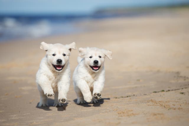 The Cat Lady Running to Save Dogs’ Lives