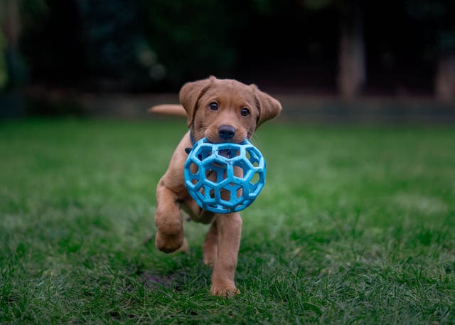 Runners Have a Puppy Boom, Just in Time for #NationalPuppyDay