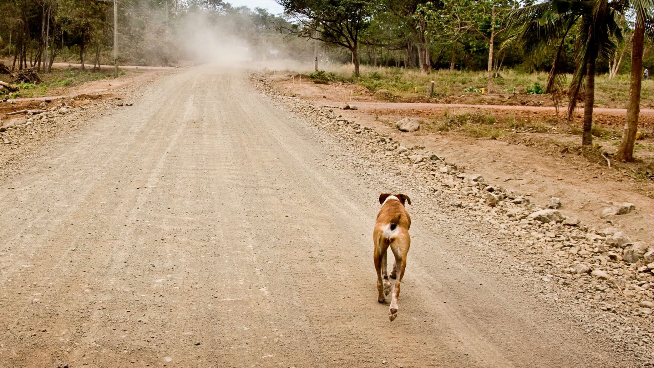 Dog Running Down Rural Dirt Road in Costa Rica