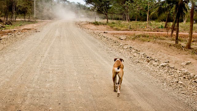 How to Protect Yourself From a Loose Dog