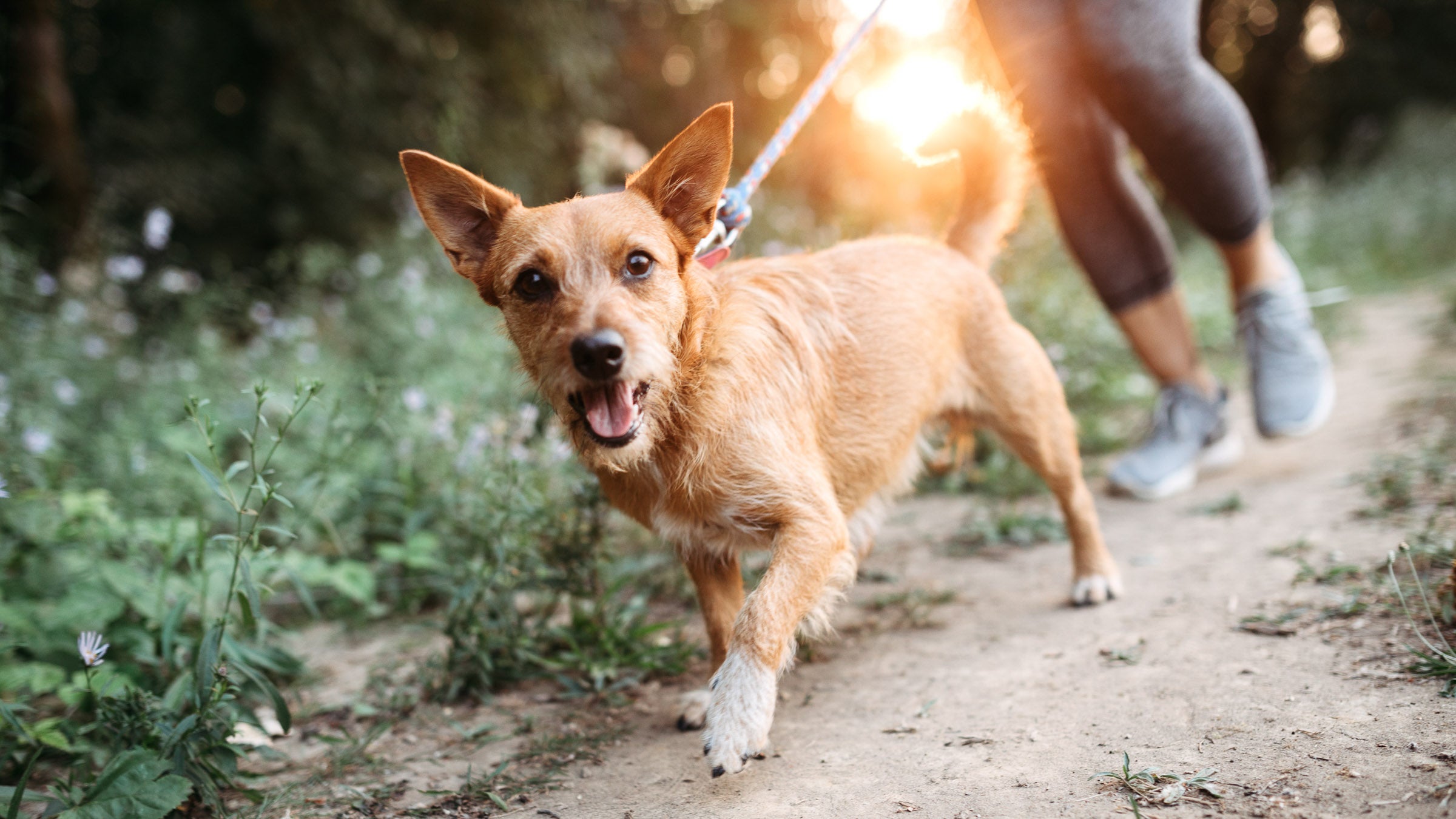 Woman running with a dog on-leash