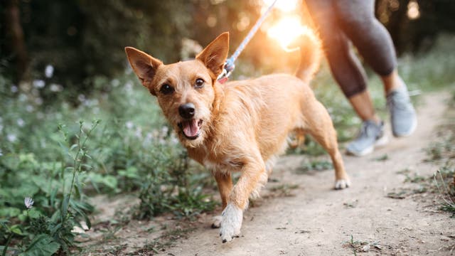 5 Tips to Make Your Dog a Great Running Companion
