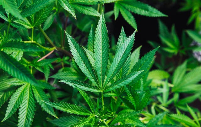 Runner’s High: Can Cannabis Help Runners?