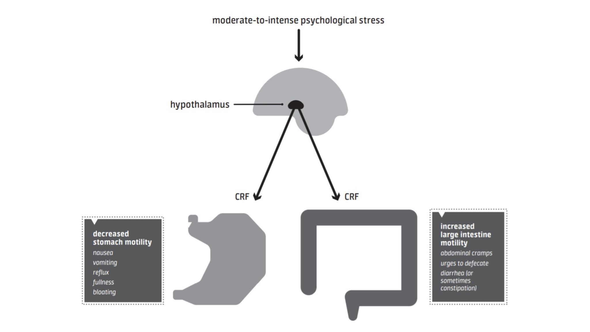 Illustration on how acute stress affects the gut