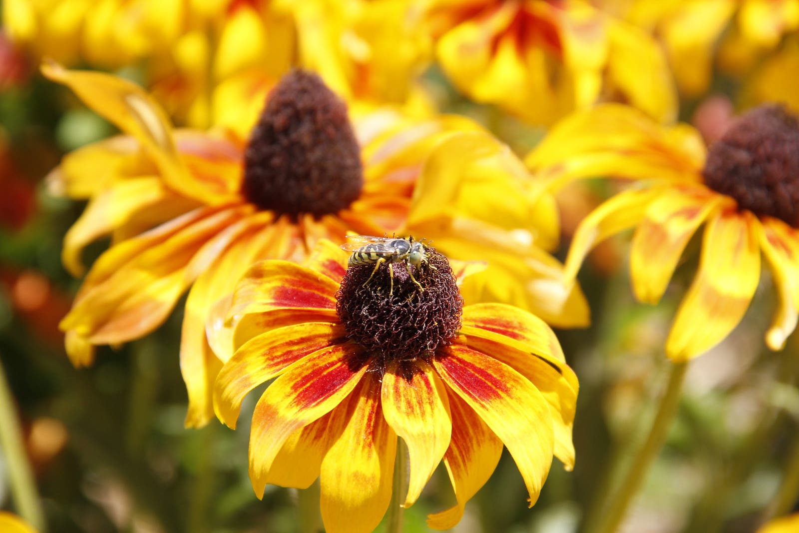 citizen-science-bumblebee