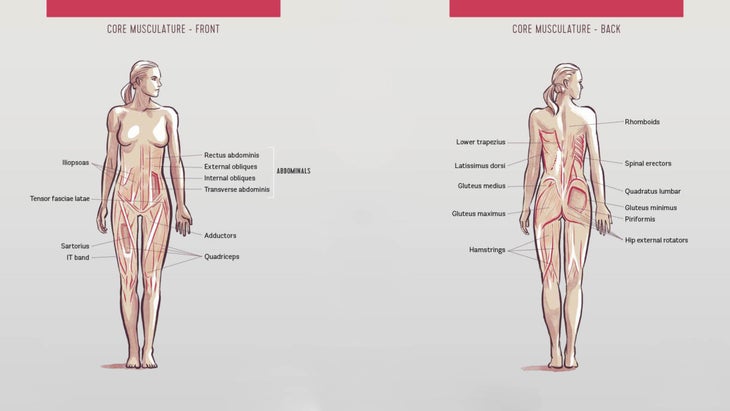 Anatomy of the core musculature in front and back