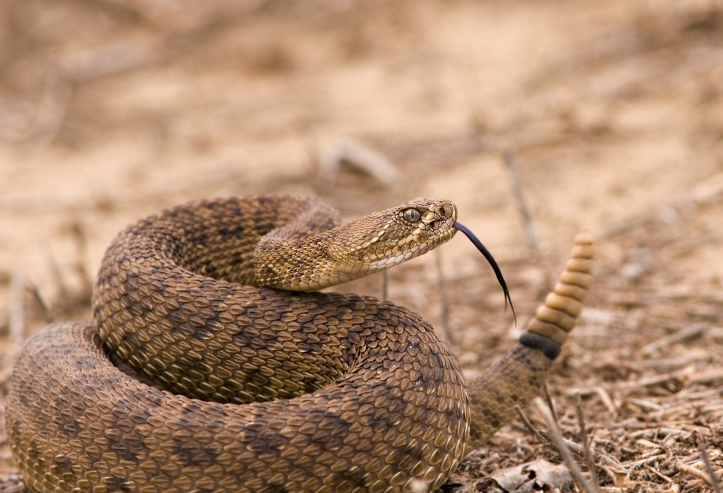 rattlesnake-on-trail