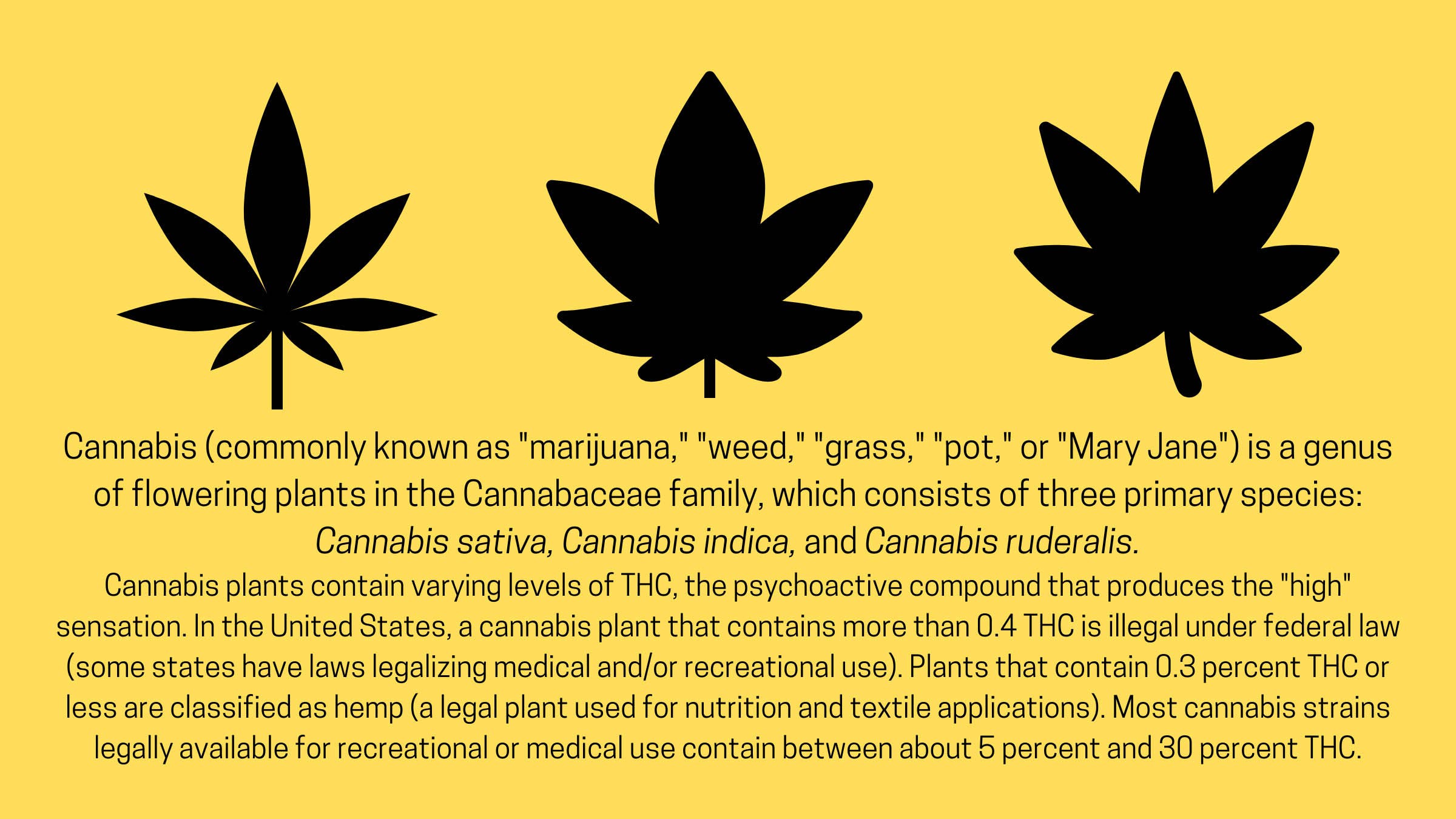 Infographic describing the basics of cannabis