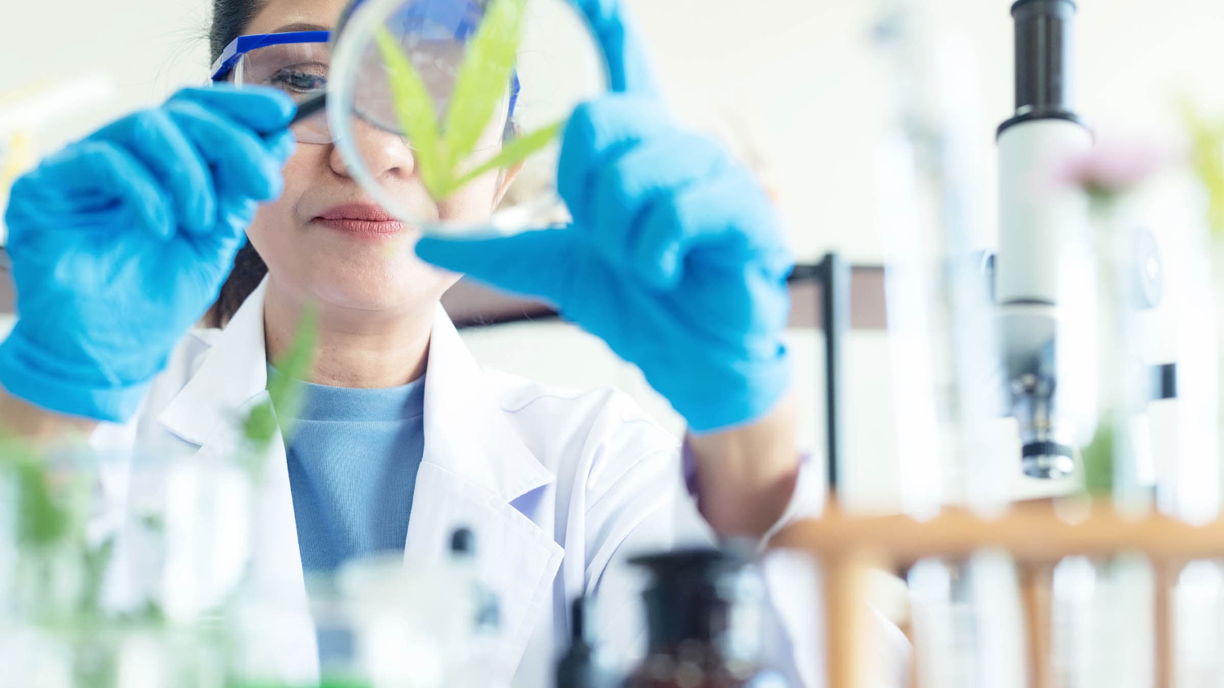 Female scientist examining a cannabis leaf in a petri dish
