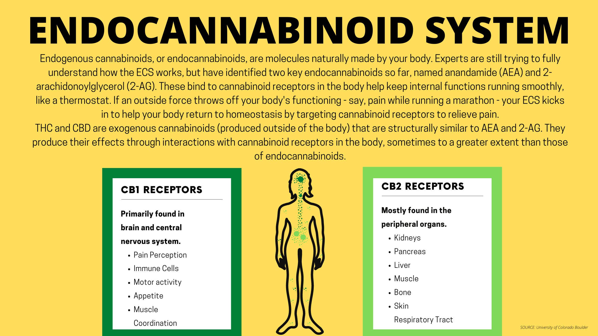 Infographic on the endocannabinoid system