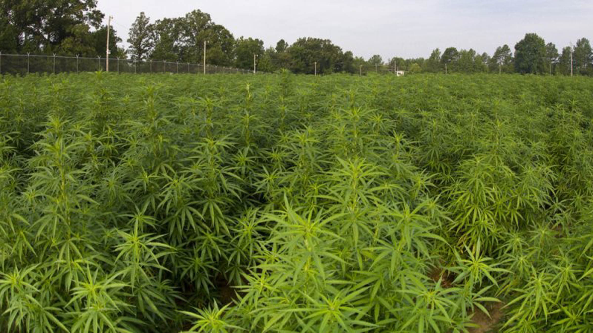 Field of cannabis plants at University of Mississippi