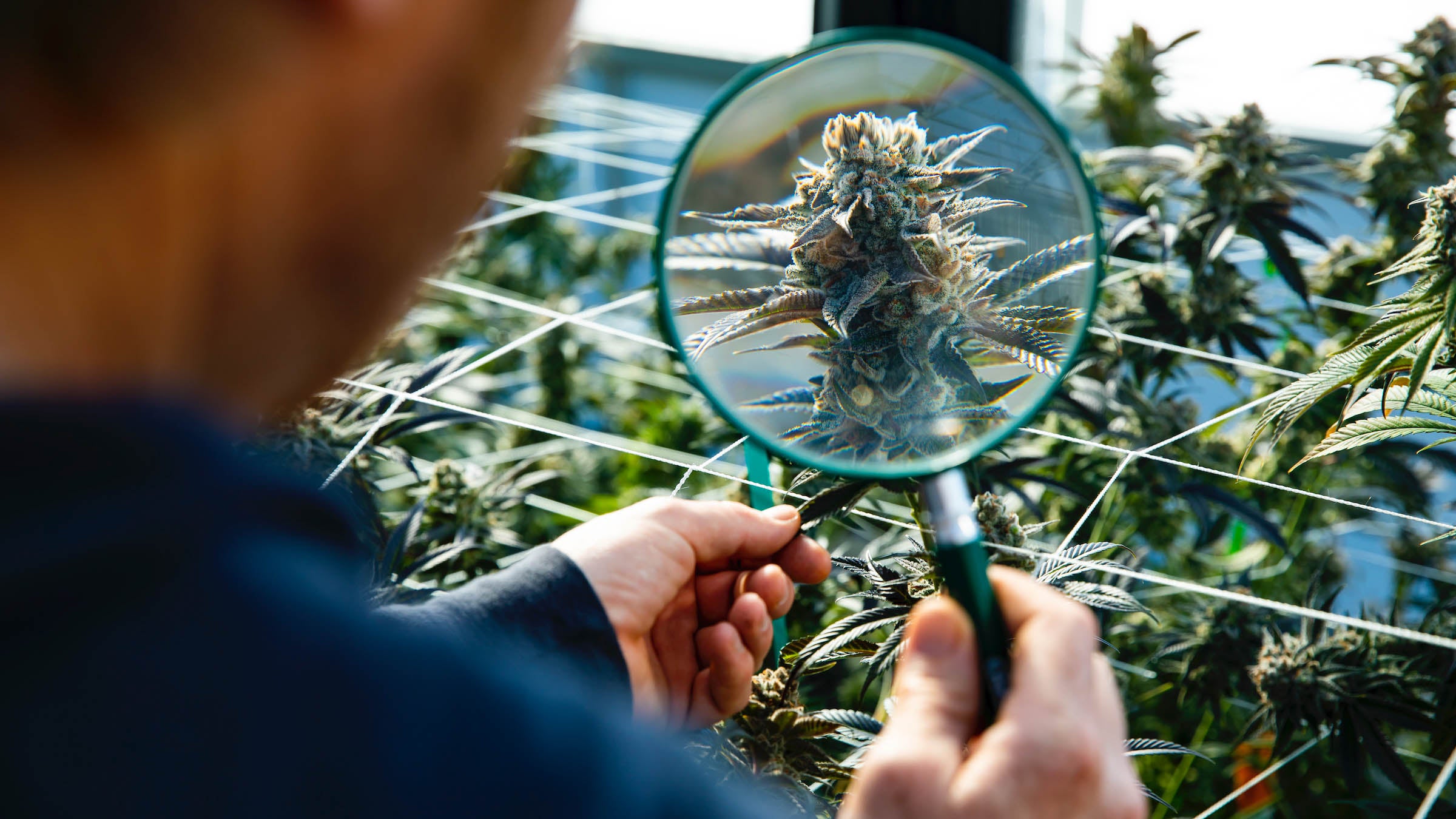 Person examining cannabis flower through magnifying glass