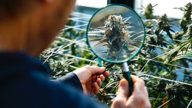 What Researchers Know (and Don’t Know) About Cannabis