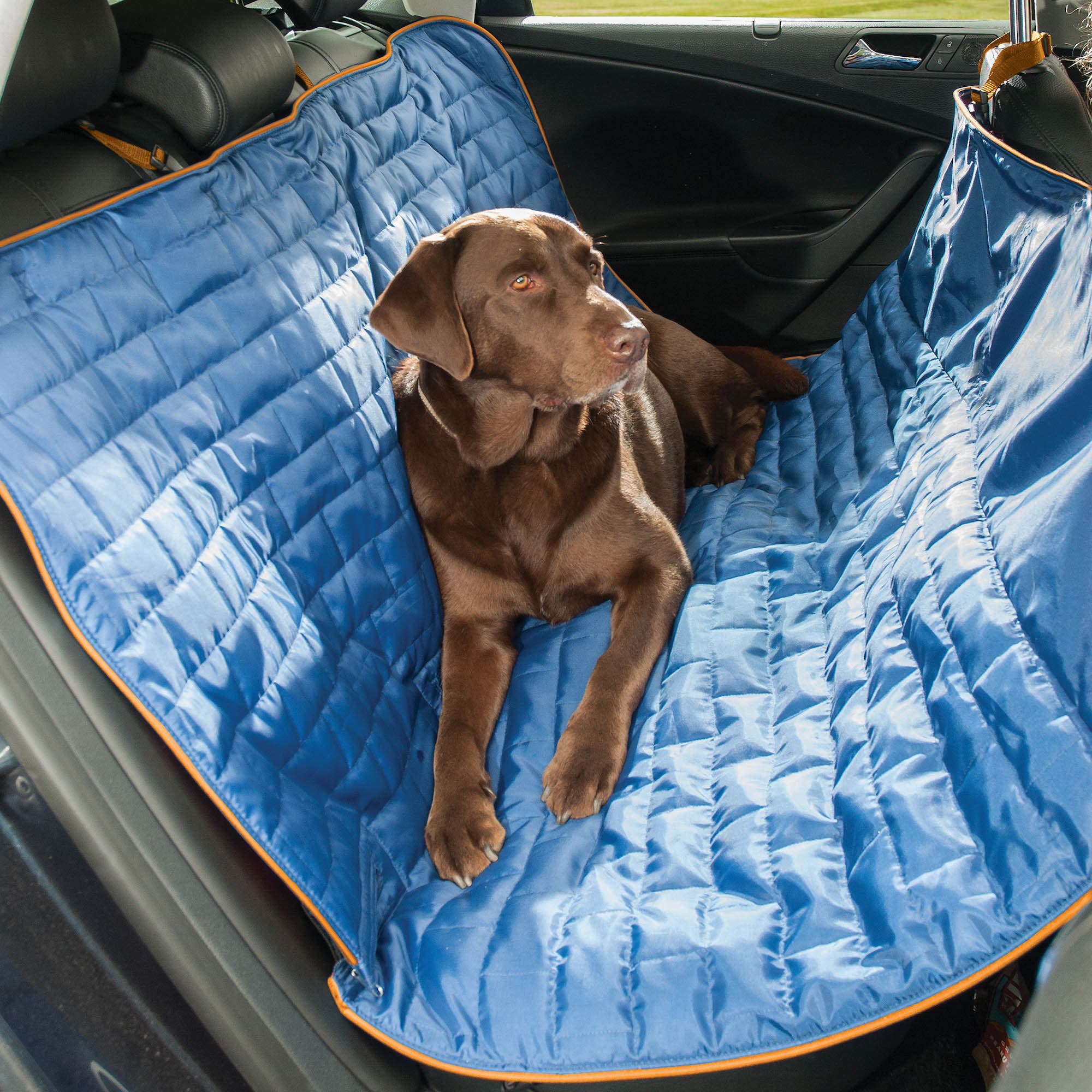 Blue hammock in backseat of car with chocolate lab laying on it