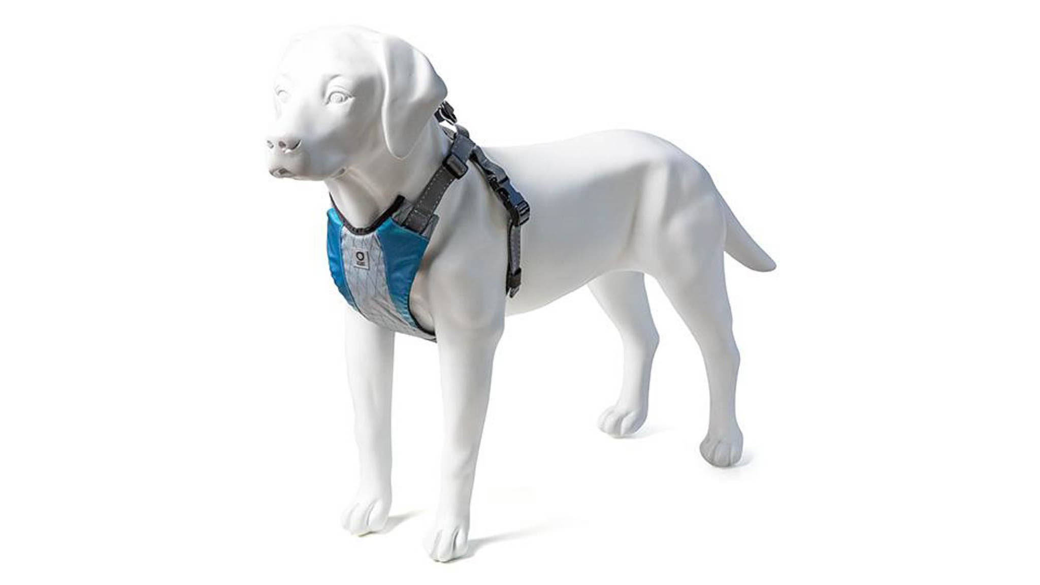Blue harness on fake dog