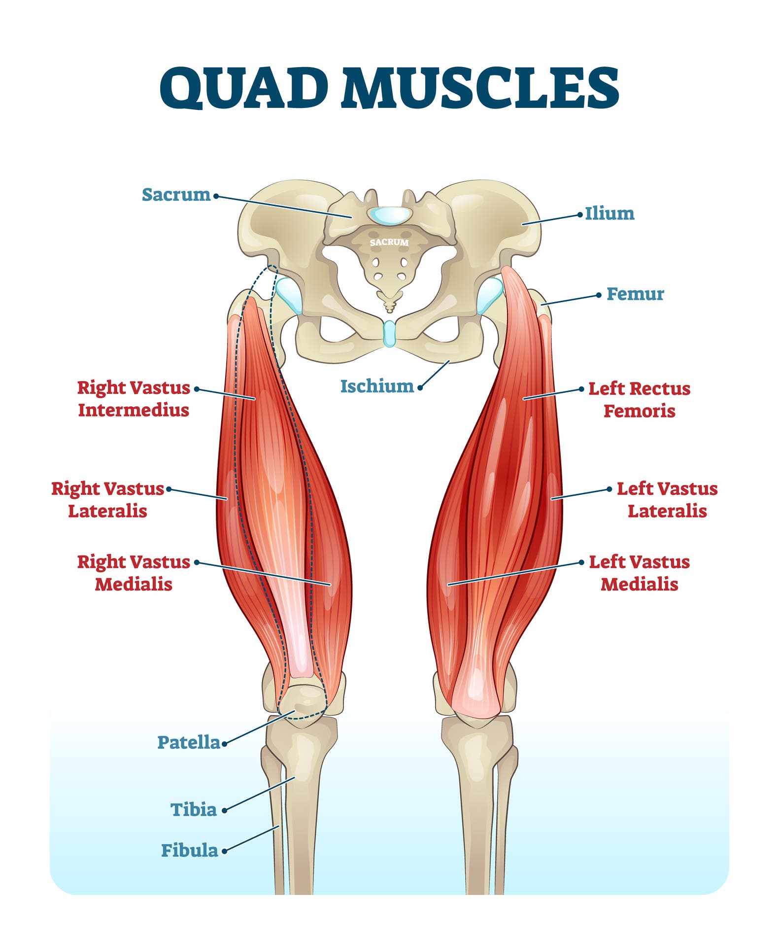 quad-leg-muscles