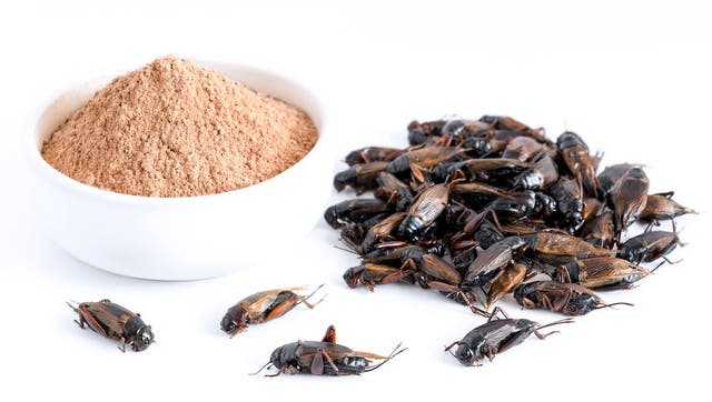 Fueled by… Crickets? 4 Fuels That May Be the Future of Sports Nutrition
